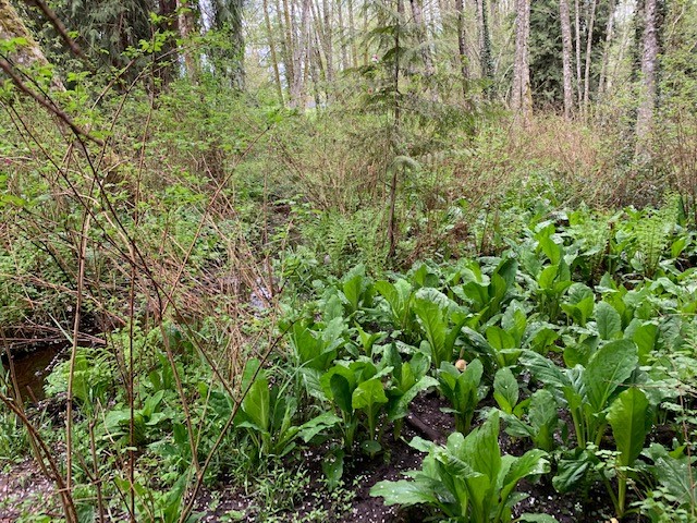 Dense, green vegetation. Low grow herbaceous plants are in the foreground with taller evergreen trees in the background. 