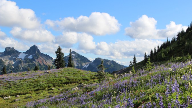 Clean skies and meadows at Washington's iconic Mt. Rainier