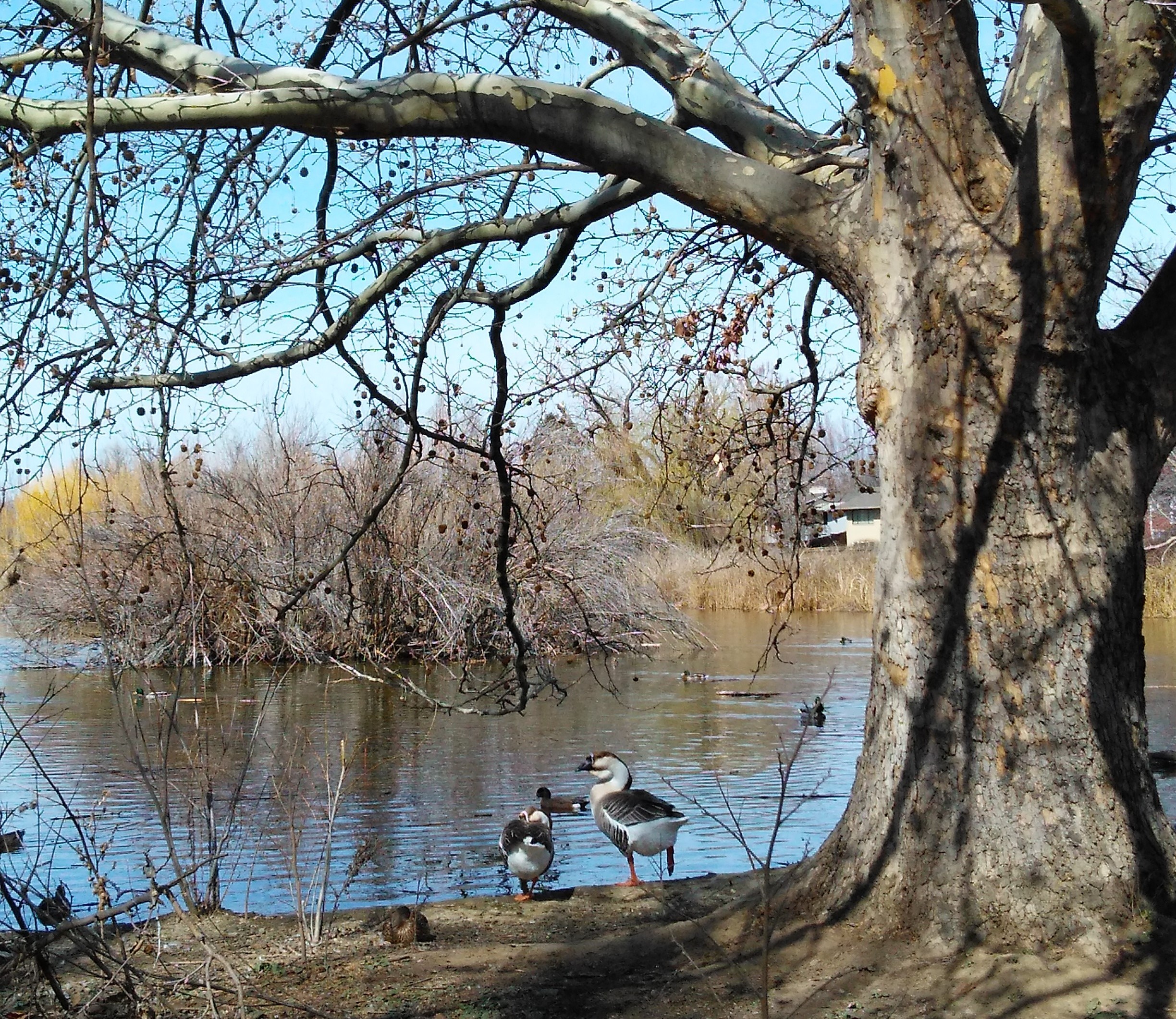 Two geese and several duck rest on the shoreline of a pond where a large tree provides a canopy to the right