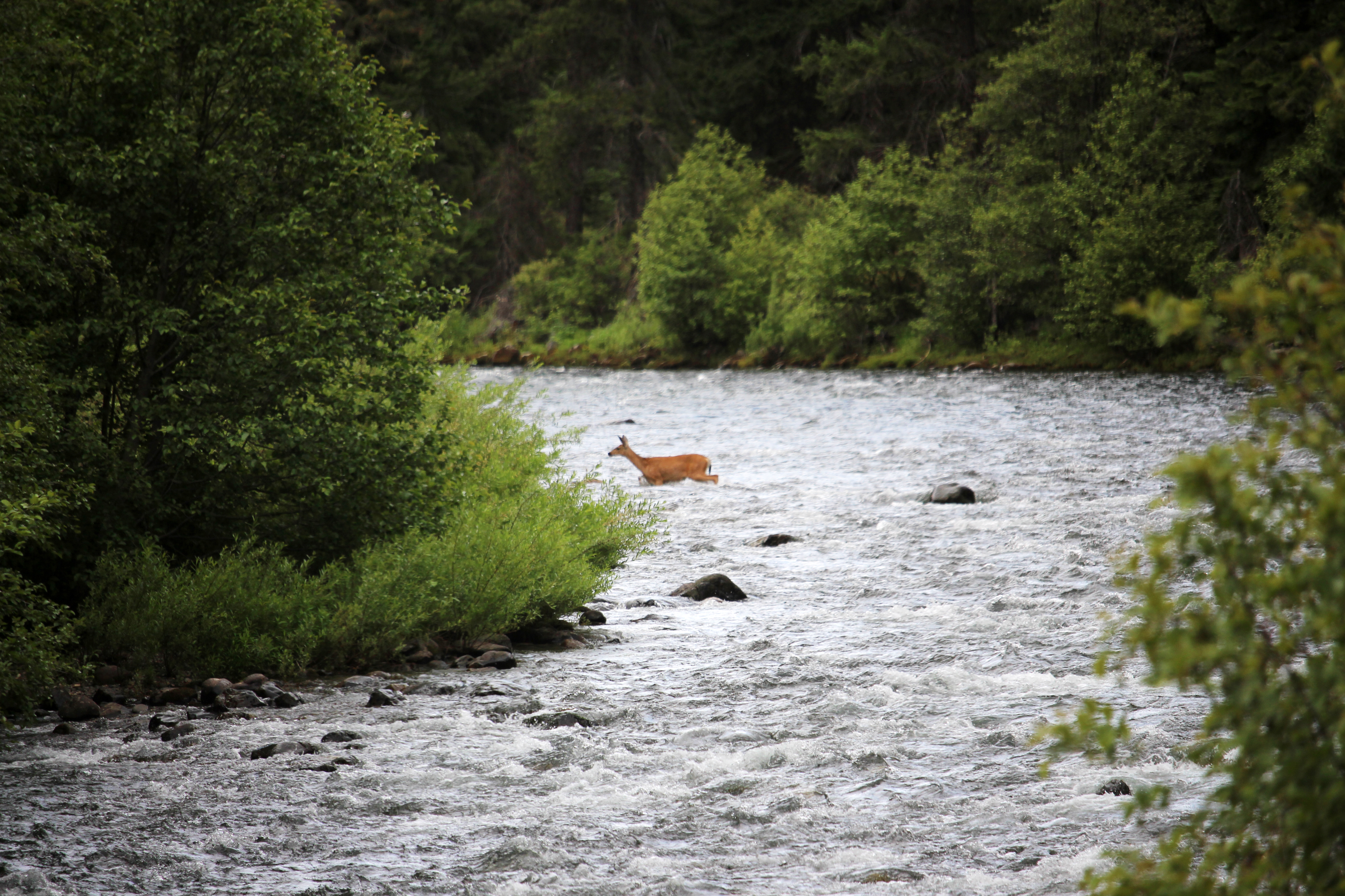 Deer crossing a flowing river with greenery and trees in the background.