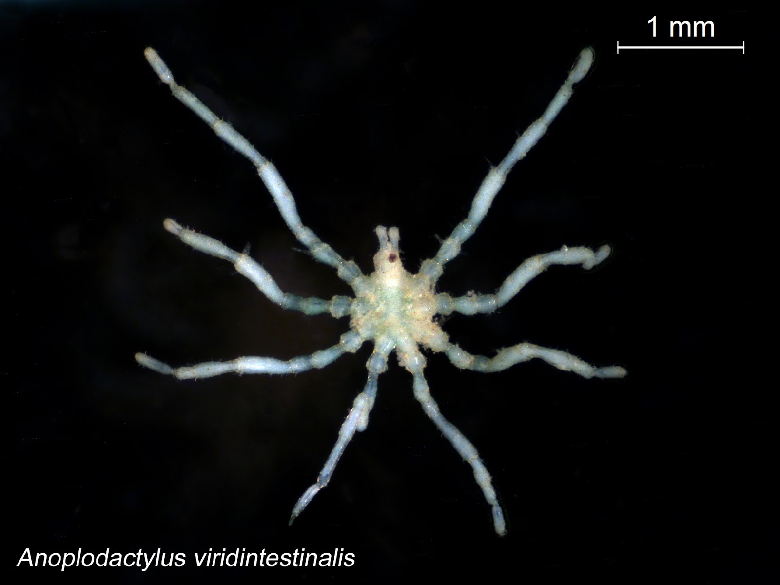 Absurd Creatures: Sea Spiders Won't Bite, But They Do Have Genitals in  Their Legs