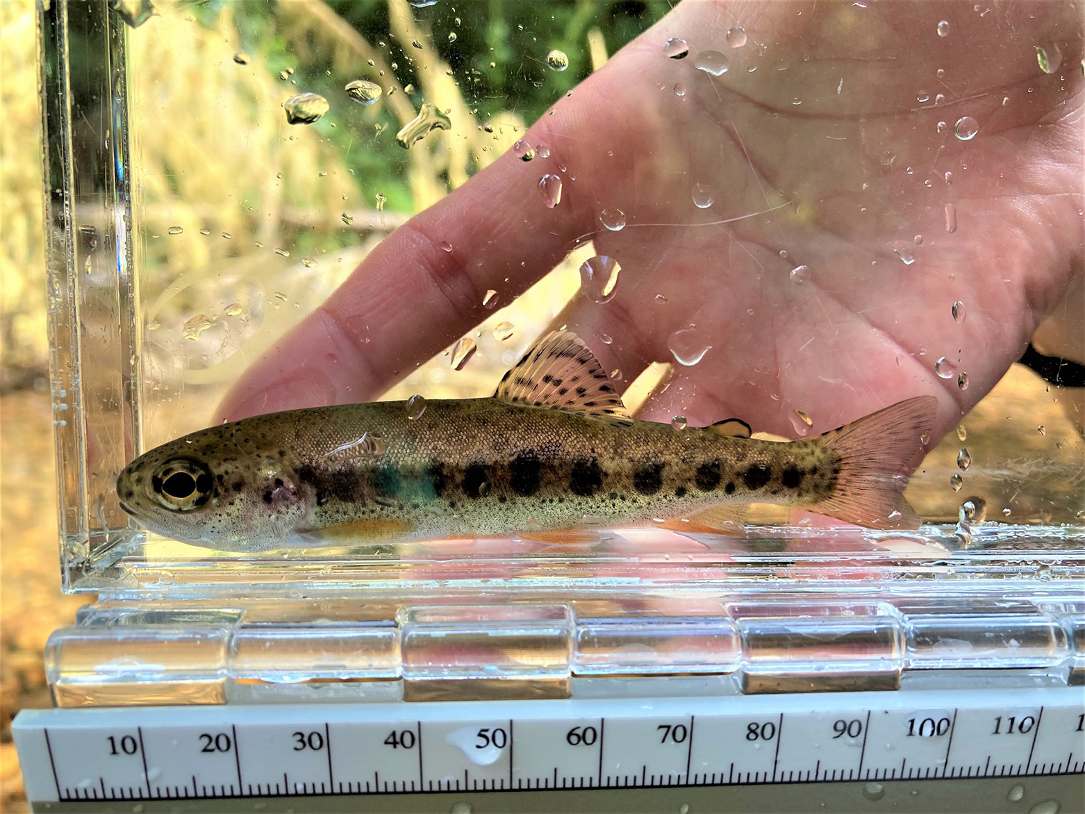 A small spotted fish in a clear container being measured