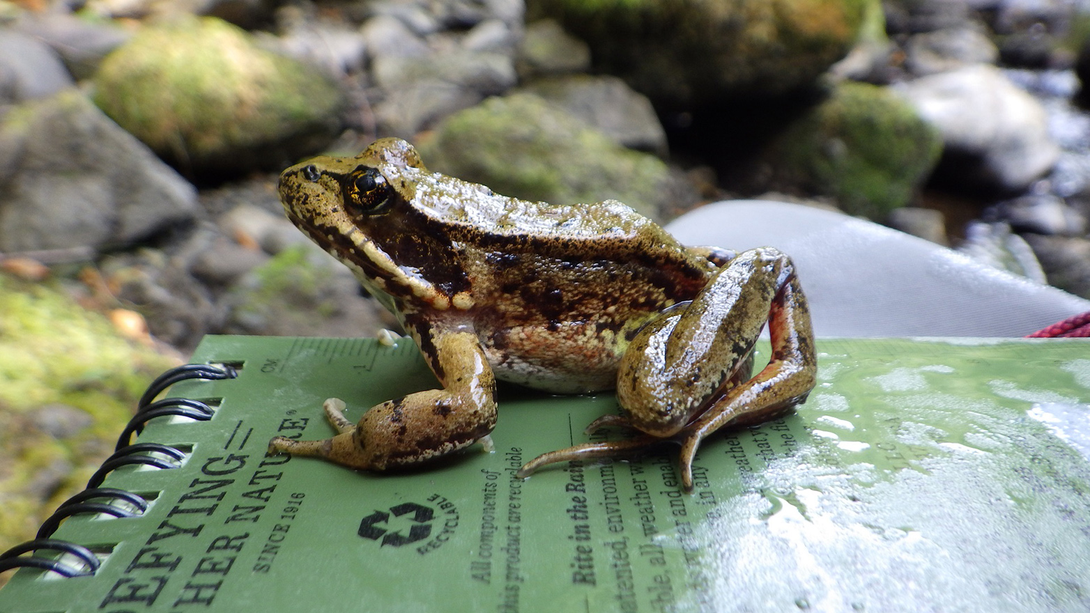 A frog with tinted red legs sitting on a notebook