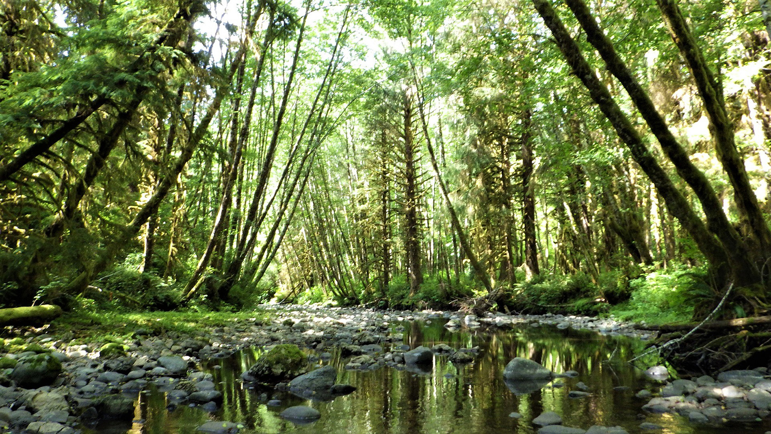 Rocky stream with tall trees shading it