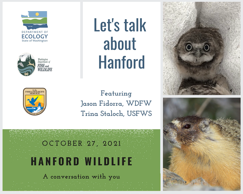 Graphic of marmot and owl with words Let's Talk About Hanford October 27 2021 Hanford Wildlife