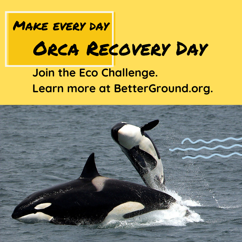 A group of orcas. Titles read, I pledge to make a difference for Orca Recovery Day; Visit betterground.org to learn more.