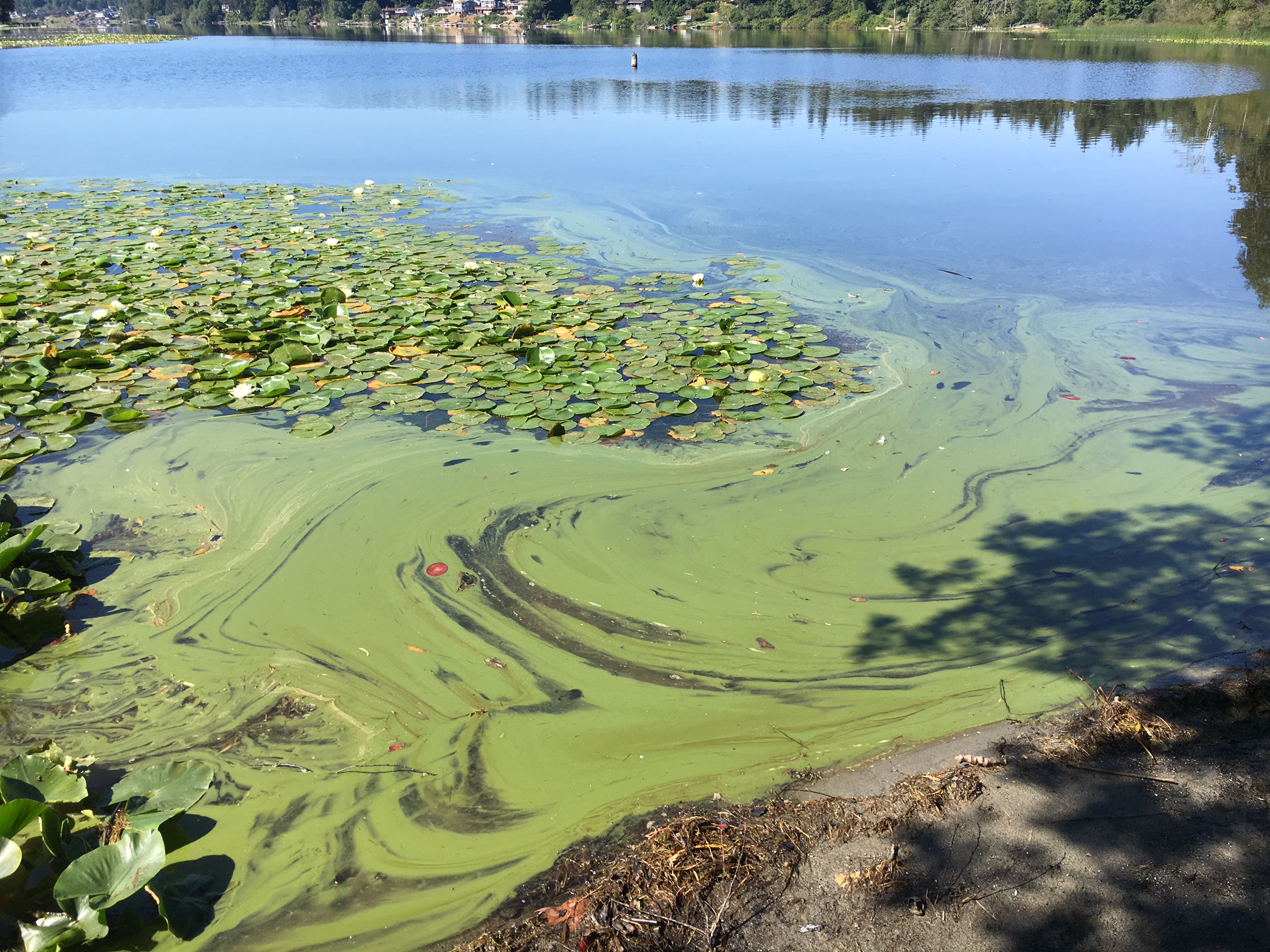 What is that green slime on my lake?