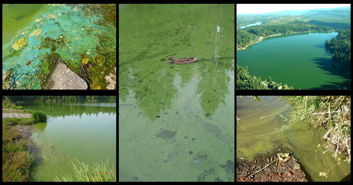 A collage of five different images, all depicting green algae blooms.