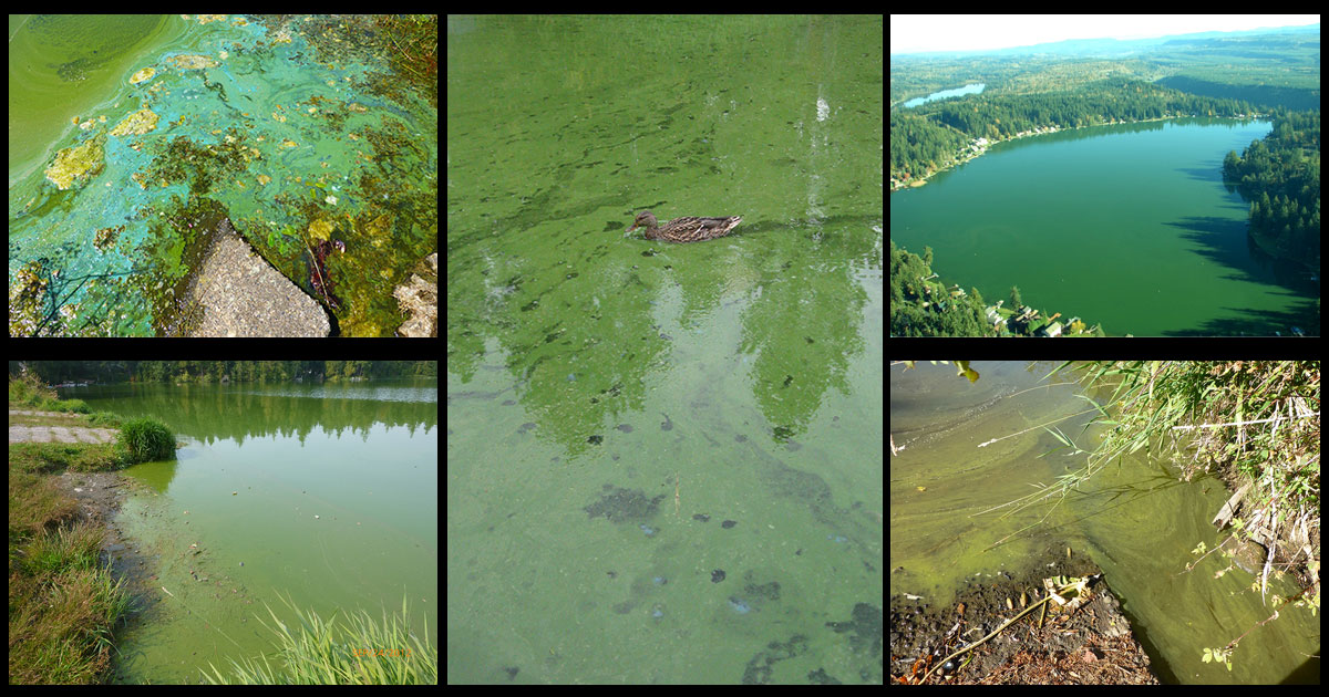 Identifying Algae and Blue-Green Algae - Water Quality Solutions