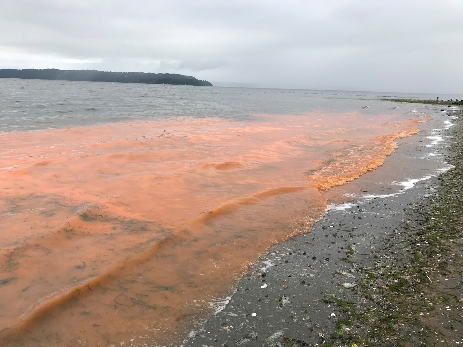Puget Sound Nutrient Watch: Algal Blooms - Washington State