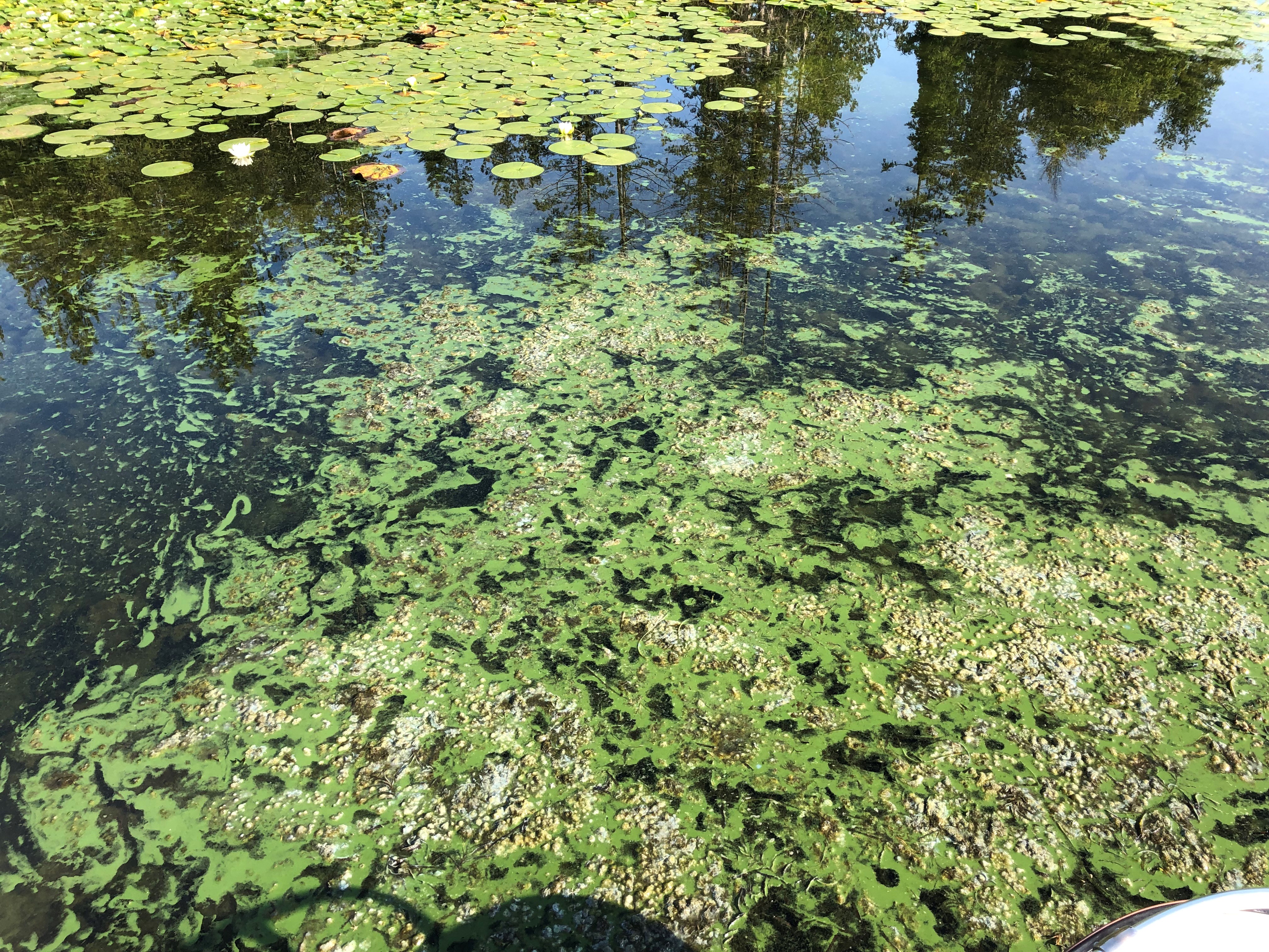 Identifying Algae and Blue-Green Algae - Water Quality Solutions