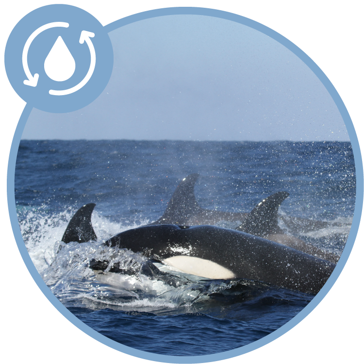 A group of orcas in the water