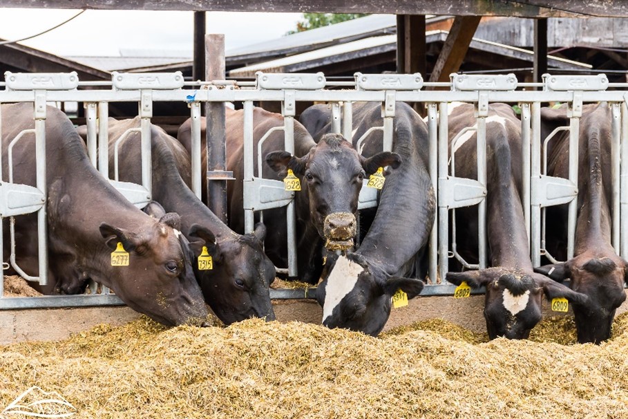 Vacas blanco y negro alineadas en el alimentador de paja.
