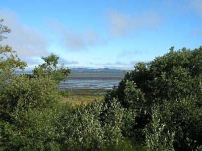 Scenic landscape view of Willapa Bay through the trees.