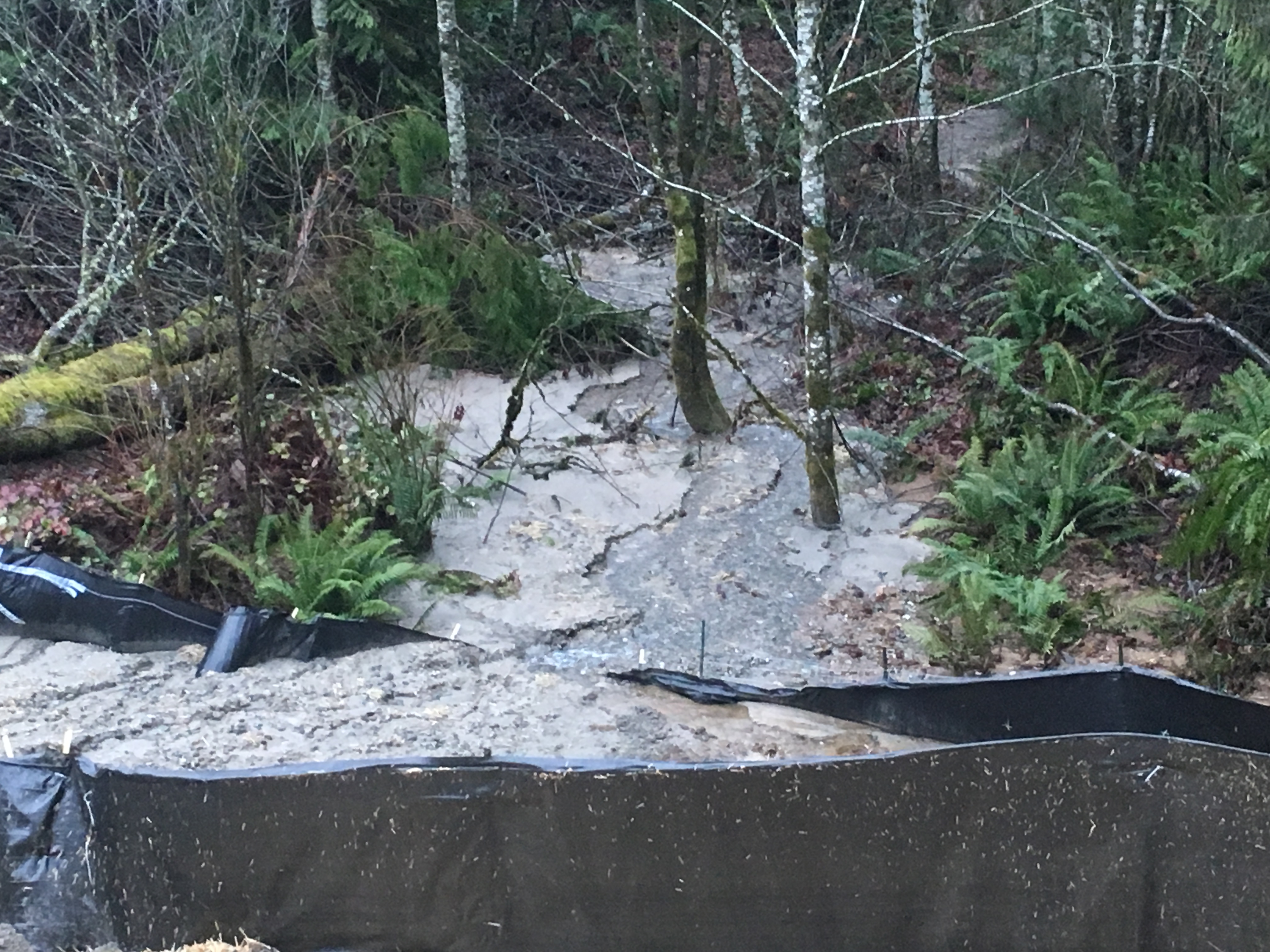 Grey mud fills a low lying portion of a forested area. It flows past plastic barriers seen in the foreground.