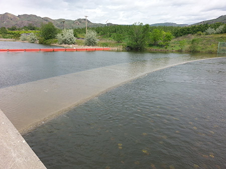 Water from Lake Osoyoos is flowing over the Zosel Dam weir near Oroville.