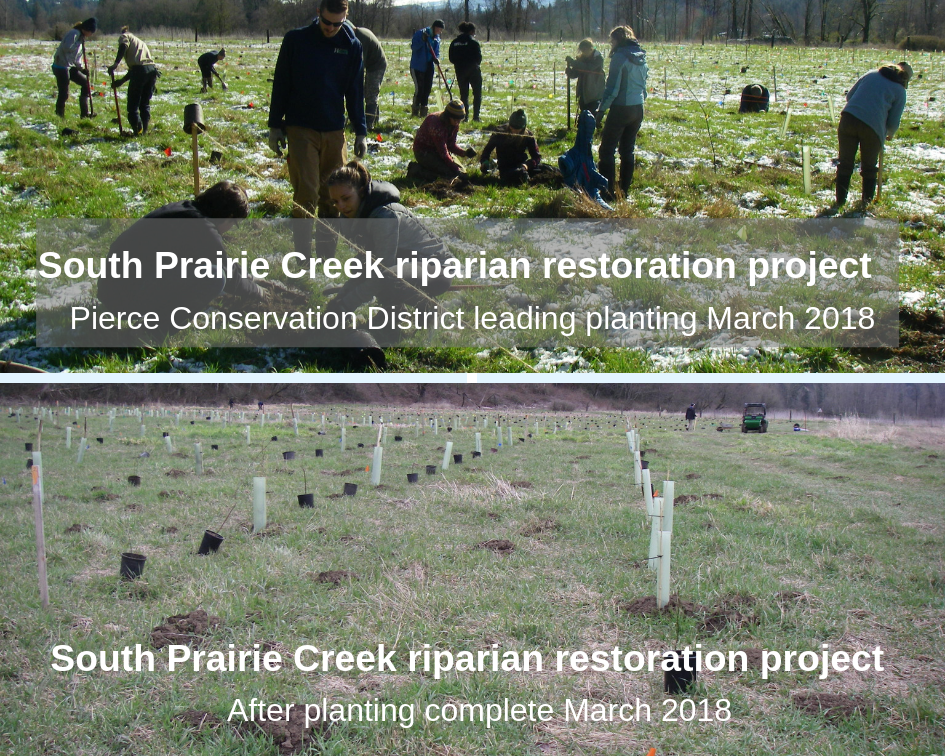 Before and after photos of the South Prairie Creek riparian restoration project, in March 2018