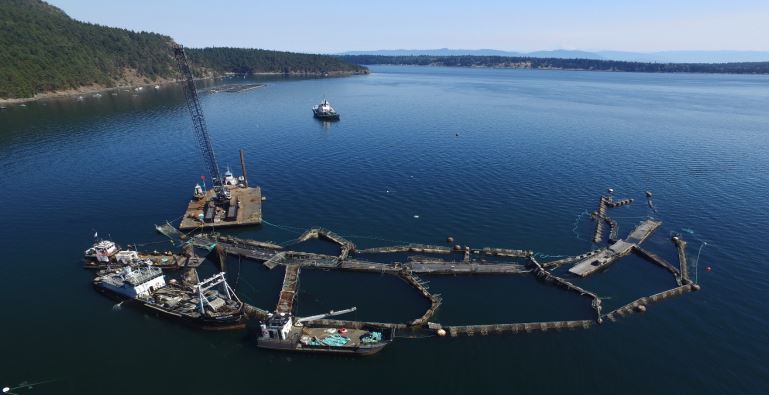 aerial view of Cypress Island net pens after collapse