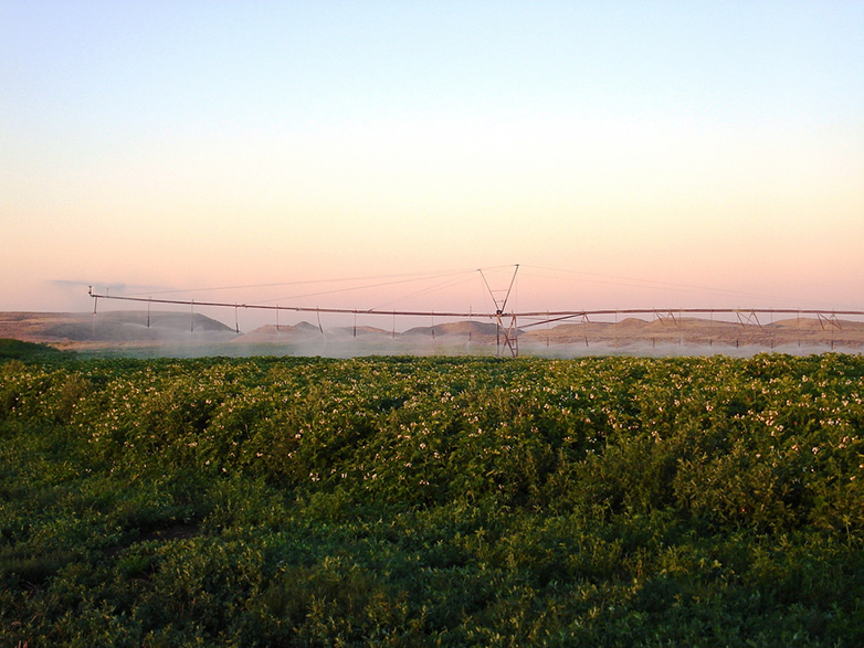 A crop being irrigated at sunset in the Yakima Valley