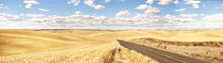 Image of wheat field in Eastern Washington with road running through the field.