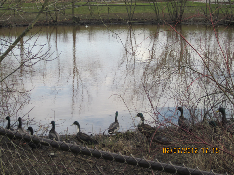 Ducks by retention pond.