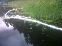 Pads and strips that draw oil from the water.