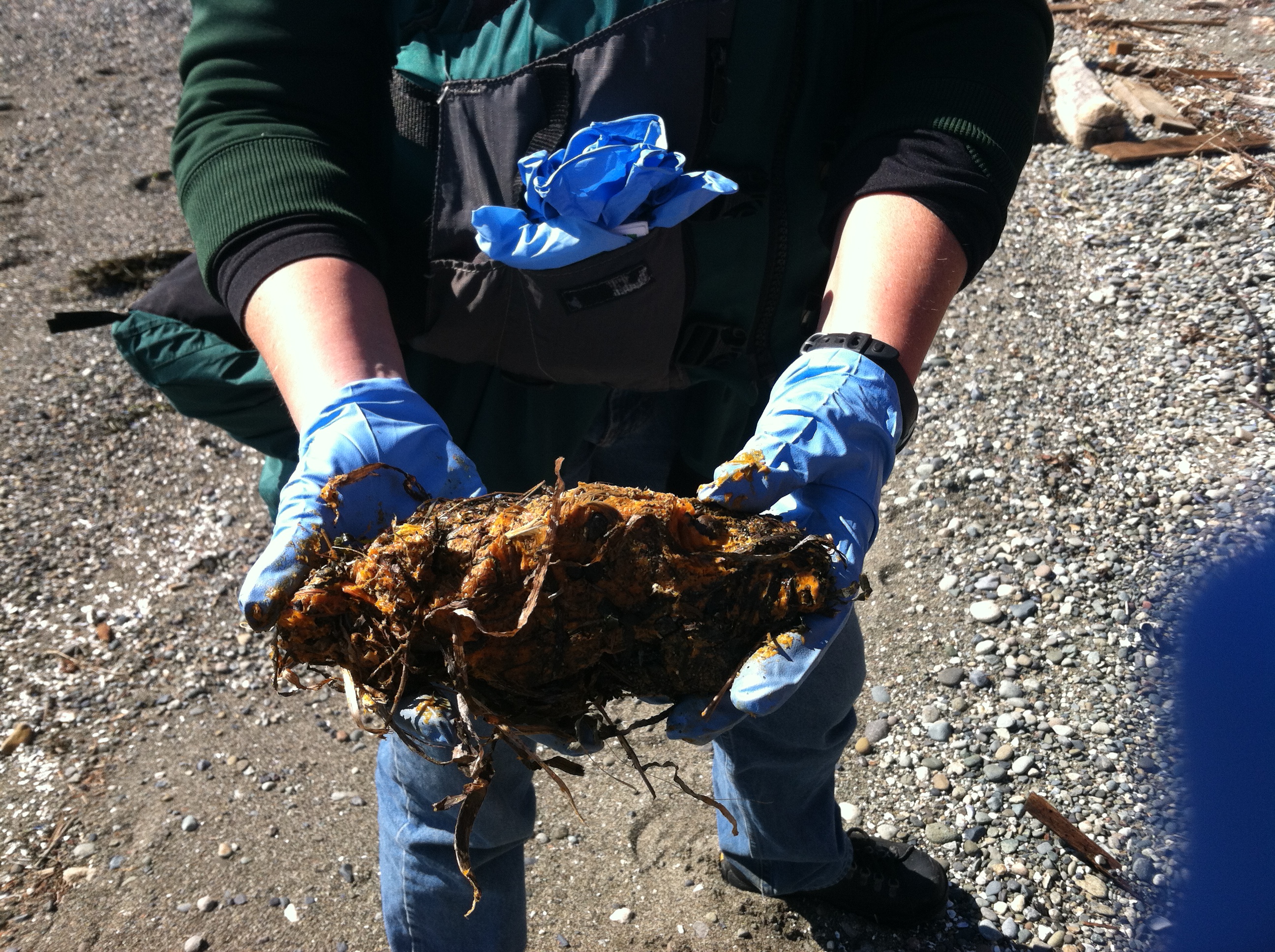 Example of a grease ball found on Vashon Island