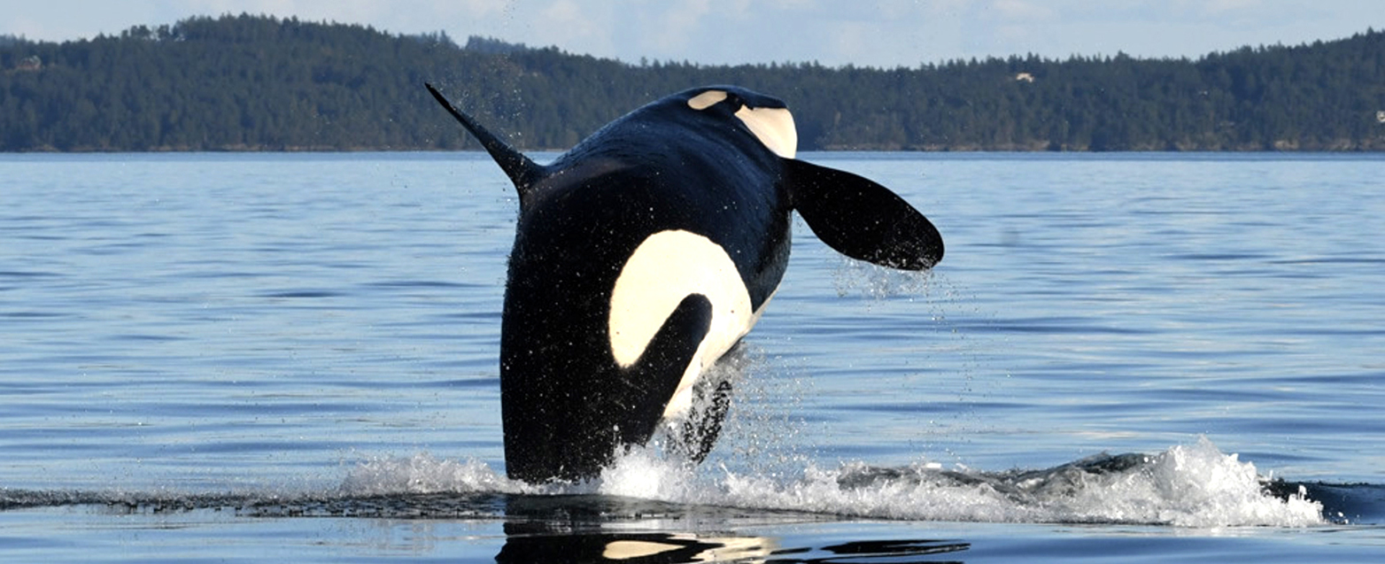 Orca jumping out of water.