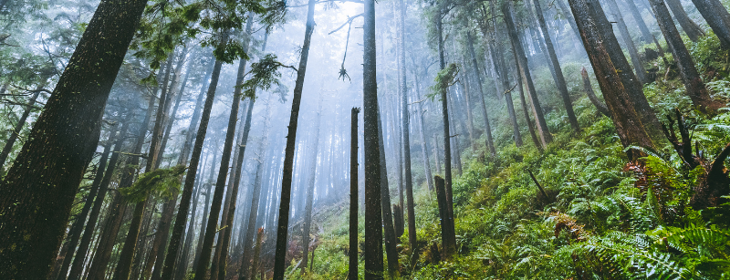 trees in a misty forest setting