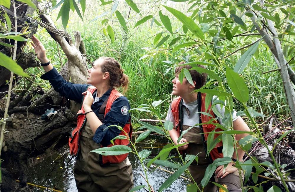 Two WCC members wearing waders and high-visibility vests stand in a pool of water surrounded by tall, leafy vegetation. The member on the left is reaching up to adjust wildlife monitoring equipment attached to the base of tree growing above the water.