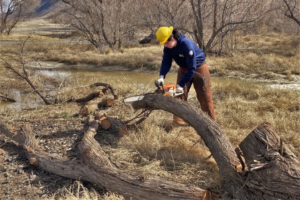 A WCC member leans over an invasive Russian Olive tree trunk and cuts it into pieces with a chainsaw.