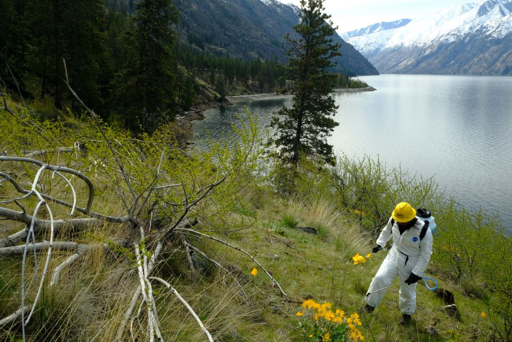 A WCC spike crew member wears a full Tyvek suit and hard hat while spraying an invasive species along the shore of Lake Chelan.