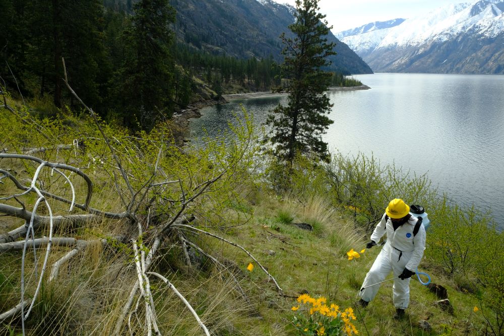 A WCC spike crew member wears a full Tyvek suit and hard hat while spraying an invasive species along the shore of Lake Chelan.