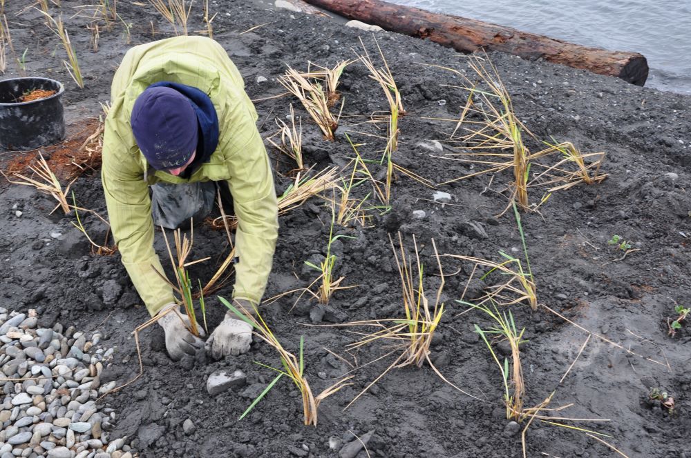 A WCC members leans over to install a native plant in a dirt patch along the Elwha River.