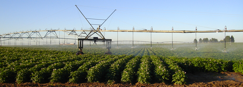 Pivot sprinkler irrigates potato crop