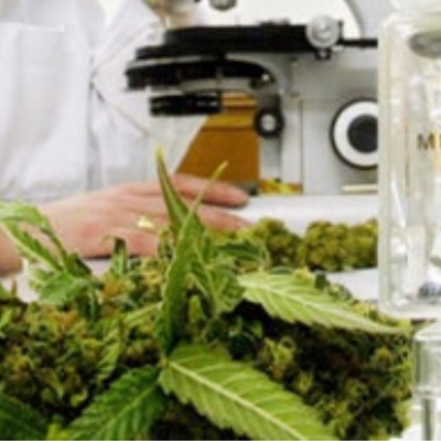 cannabis and microscope links to task force