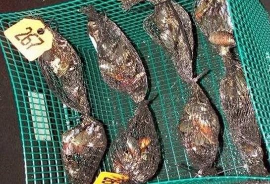 Mussels in basket used for sampling