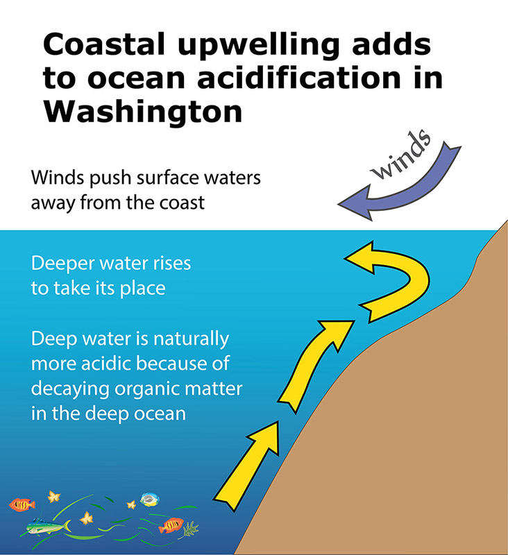 Graphic demonstrates how winds push surface waters away from coast. More acidic deep water rises to take its place. Deep water is naturally more acidic from decaying organic matter.