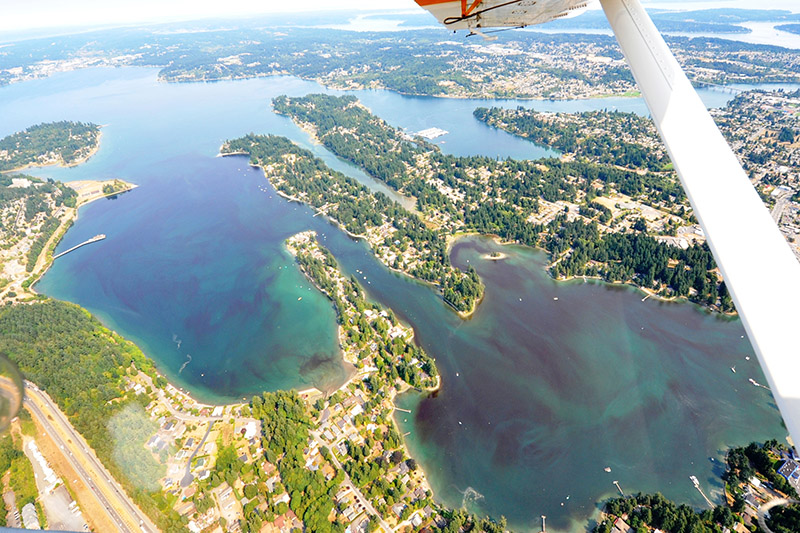 Aerial view of Puget Sound with calm water and forested shorelines. The blue water is marbled with patches of white jellyfish and red algae blooms. 