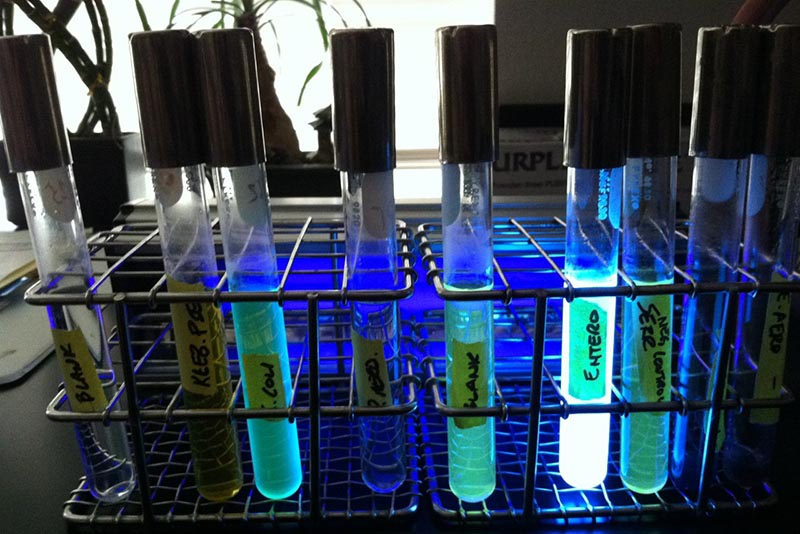 A rack with test tubes that glow blue and green. Tape labels on the tubes say "Entero, KEEB, and blank." 