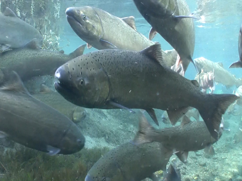 Chinook salmon under water