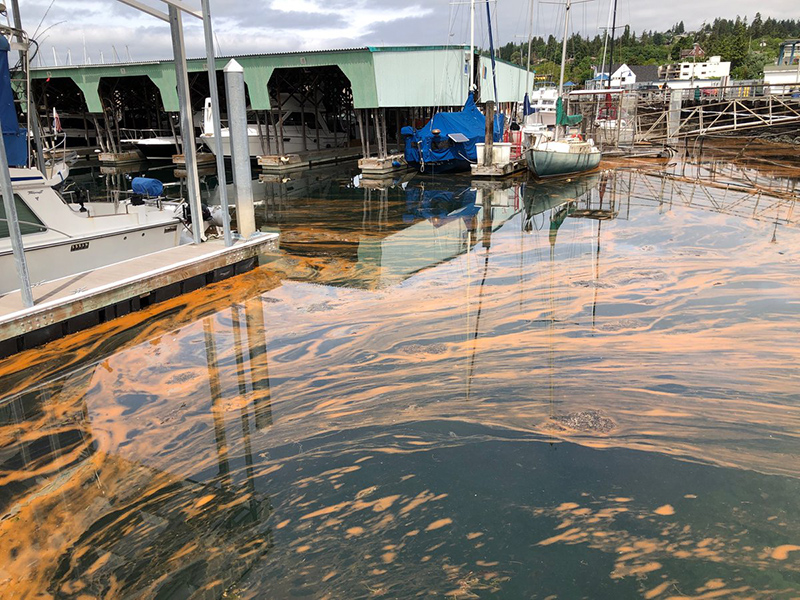 Marina with boats in their berths, the water is streaked and globbed with orange-looking water