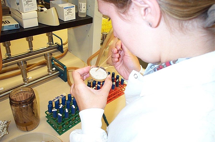Scientist in a lab holds a petri dish with a white substance. She touches the dish with a wooden stick.  