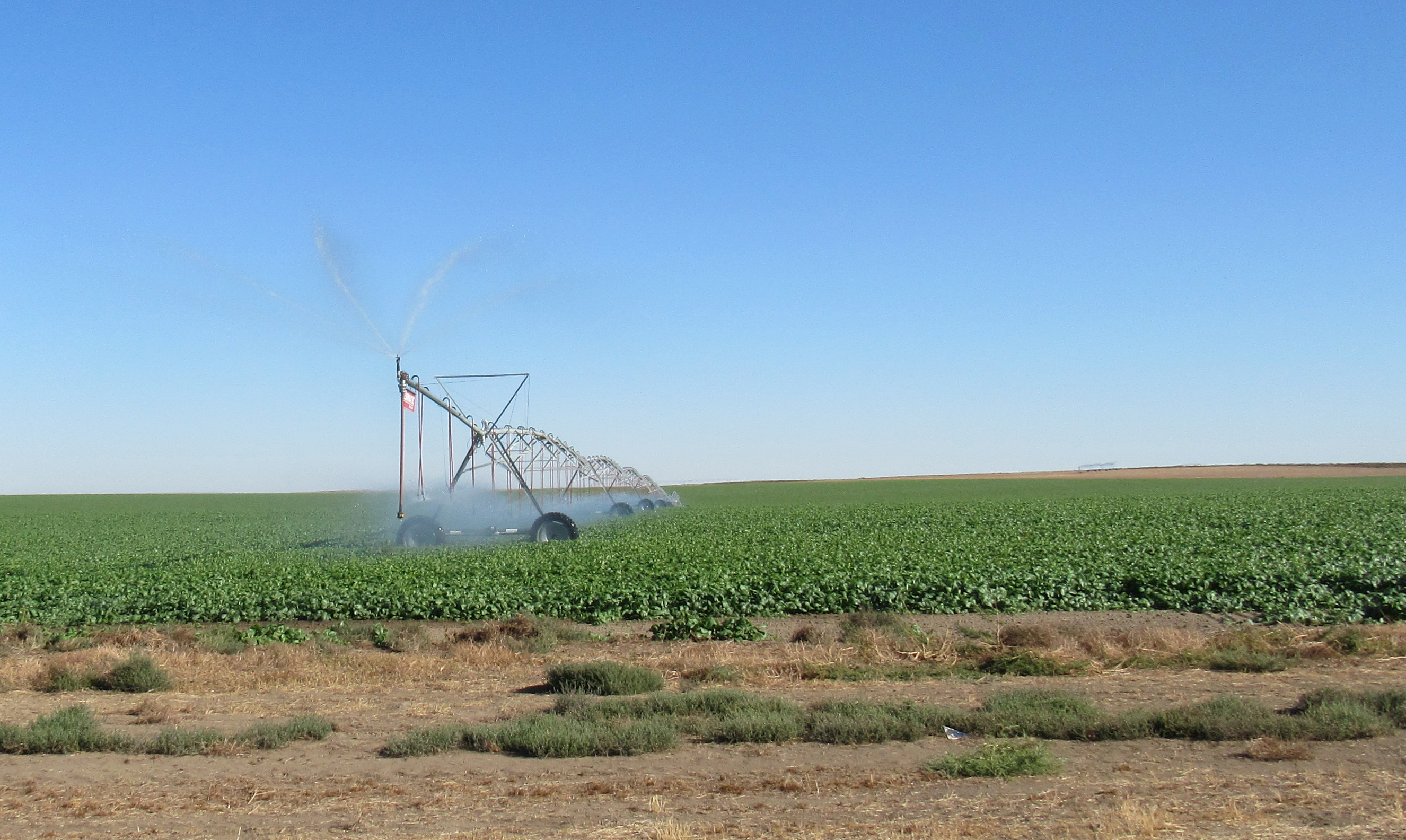 Green field irrigated by a pivot