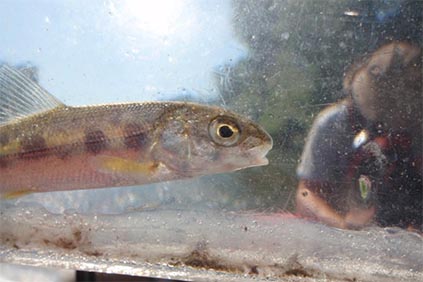 closeup view of small fish in clear acrylic measuring box with the reflection of a stream scientist wearing a tan fishing hat on the box