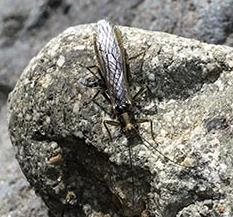 A thin insect with long wings, head, and antennae faces doward on a round gray granite rock on a streambank