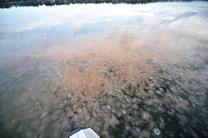 view from a landed float plane shows a large mass of jellyfish just below the surface of Puget Sound