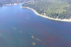 View of the water and shoreline of Puget Sound from high above - The water is blue; however, there are extensive red patches of algae and fairly large whitish-tan patches that are smacks of jellyfish