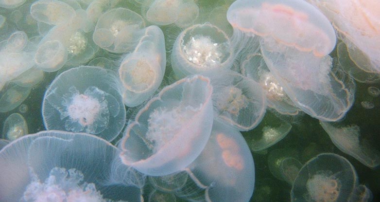 Closeup photo of pale pink translucent moon jelly 
