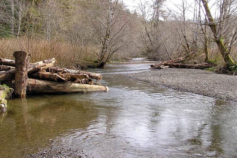 Stream with leafless trees on the bank and a pile of large woody debris to the left. 